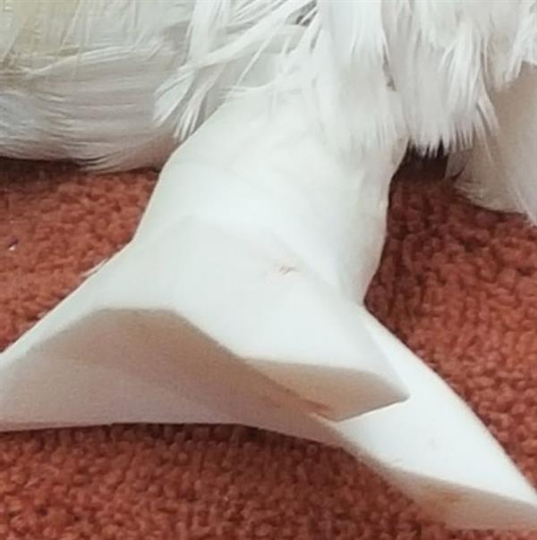 Ӣ(gu)(d)W^bׂ(g)3Dӡļ֫