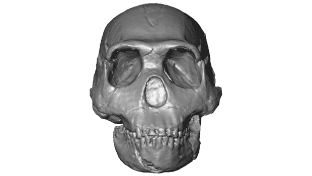 Tṩ3DӡʯģMdľWվMorphoSource