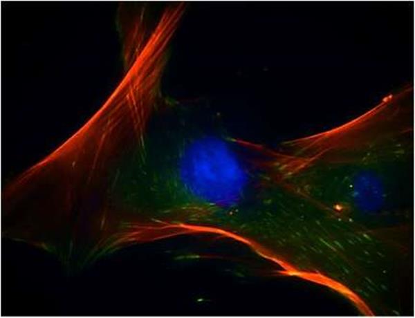 科學家們使用膠原蛋白和牛骨來推進生物3D打印研究 科學家們使用膠原蛋白和牛骨來推進生物3D打印研究