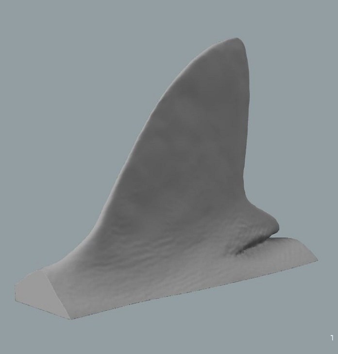 大學生利用3D掃描創建海豚、海龜、鯊魚三維數據,研究海洋生命 大學生利用3D掃描創建海豚、海龜、鯊魚三維數據,研究海洋生命