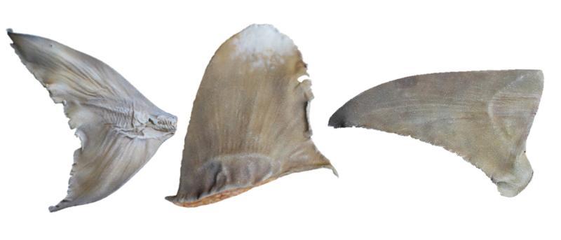 涂漆后的復制品魚翅(弓嘴吉他魚(Rhina ancylostoma)尾鰭、遠洋白鰭長鰭真鯊背鰭和大錘頭魚莫卡蘭胸鰭) 涂漆后的復制品魚翅(弓嘴吉他魚(Rhina ancylostoma)尾鰭、遠洋白鰭長鰭真鯊背鰭和大錘頭魚莫卡蘭胸鰭)