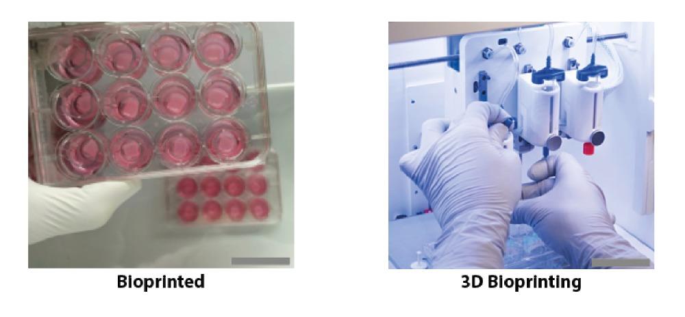 CTIBIOTECHڞNOVOPLASMĿaقCTISkinģ