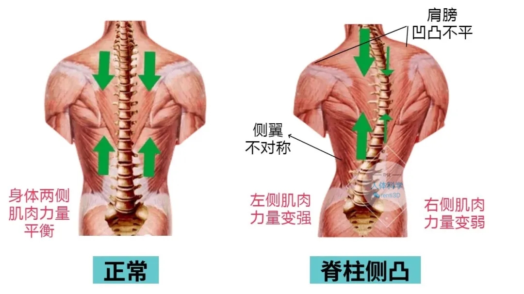 3Dӡ(c)CƼֱͦ